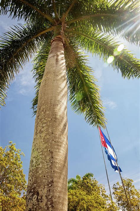 Palm Tree Perspective Photograph By Daniela Constantinescu