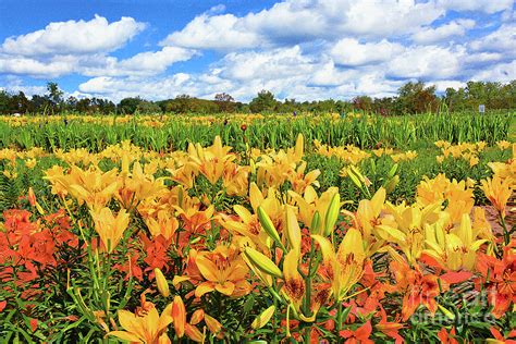 Blooming Lilies In The Field Photograph By Regina Geoghan Pixels