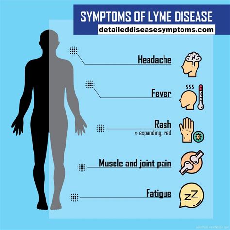 Lyme Disease Lyme Disease Symptoms And Treatment Process