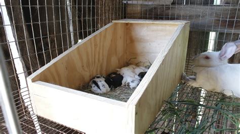 Rabbit Nesting Box Diy Youtube