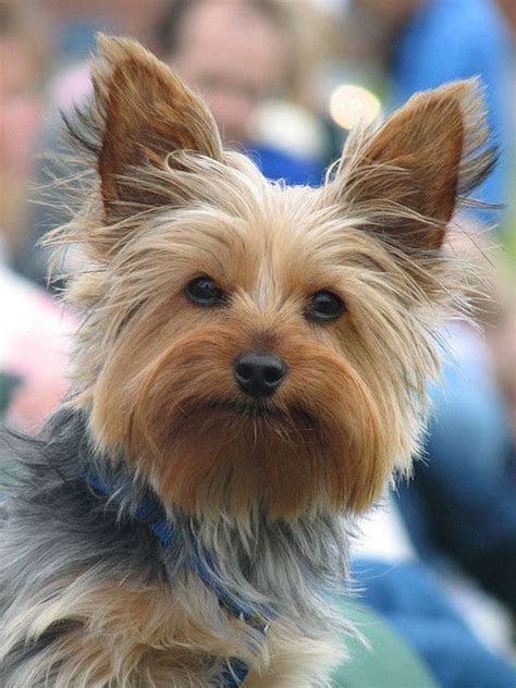 Do Yorkshire Terriers Make Great Pets? (12 Reasons to Own ...