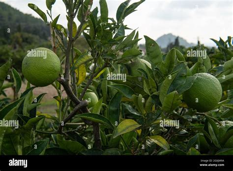 Oranges Growing On A Green Tree Hi Res Stock Photography And Images Alamy
