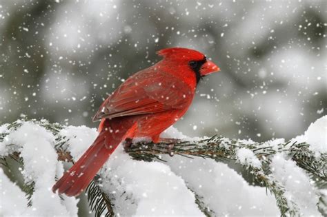 The Northern Cardinal Thriftyfun