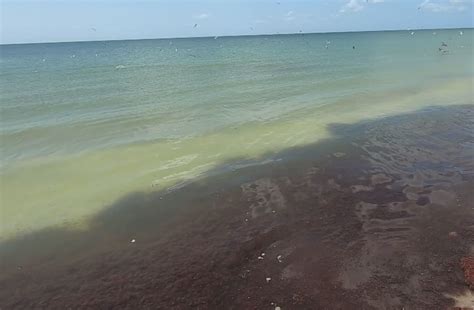 Unsightly Red Drift Algae On Bowmans Beach Wont Go Away Wink News