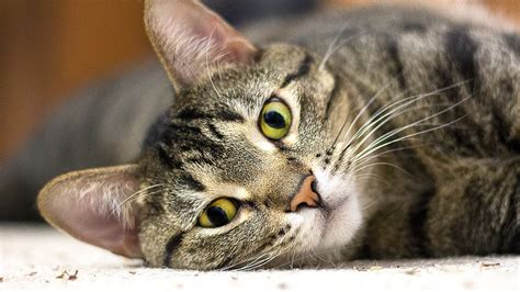 What happens when you jam your finger? The Sound From Pulling Your Cat's Finger | Reading ...