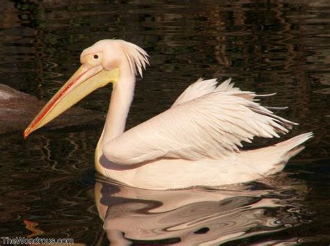 Interesting Facts About Pelicans The Wondrous