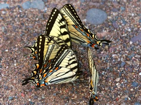 Tigre Swallowtails Glaucus De Papilio Imagem De Stock Imagem De