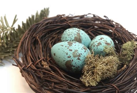 Wooden Blue Jay Eggs For Science Education Natural History Etsy