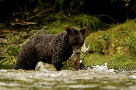 Great Bear Rainforest British Columbia Photograph By Carl D Walsh