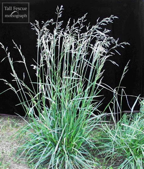 Tall Fescue Grass Flower