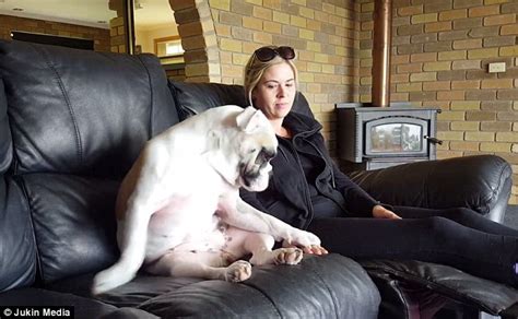 Bulldog Demands His Belly Rubs From His Owner Six Times In One Minute