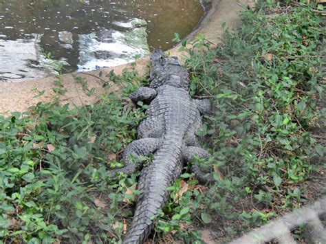 Alligator Sinensis Chinese Alligator In Zoos