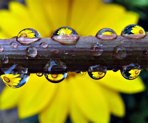 Online Crop Selective Focus Photography Of Water Droplets On Branch