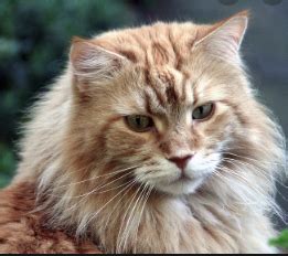 When trying to choose a cat to serve as your emotional support animal or emotional service animal (esa). How To Give Your Emotional Support Cat A Good Life