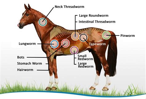 Internal Parasites — Peasebrook Equine Clinic