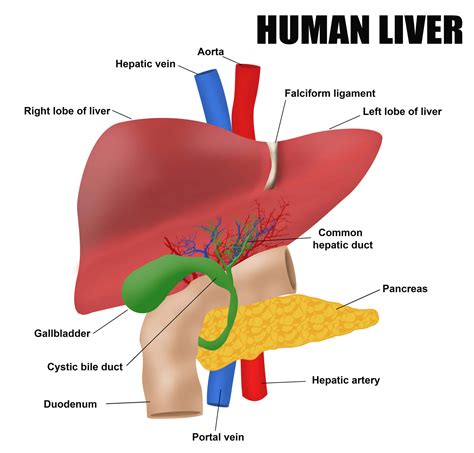 Diagram Of Liver Image Result For Liver Model Labeled Anatomy