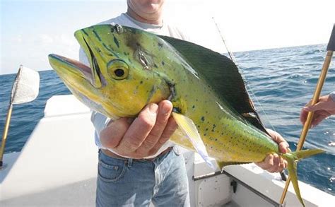 A Beginners Guide To Dolphin Fishing Off South Florida The Outdoors Guy