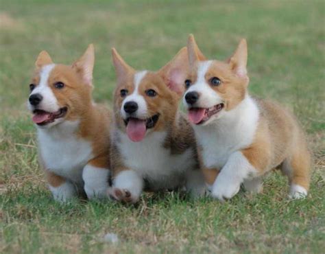 Because there are so many backyard breeder corgis out there these days, it's hard for people to even recognize what a. Corgi Breeders Washington | PETSIDI
