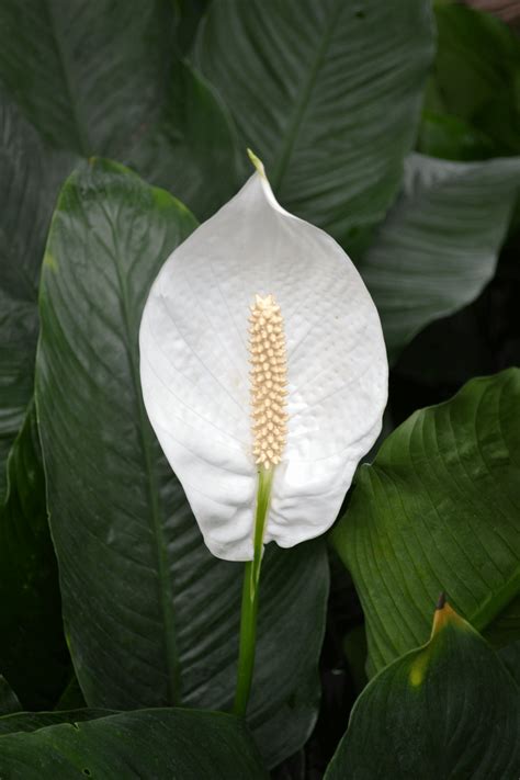 Both calla lilies and peace lilies contain insoluble crystals of calcium oxalates (insoluble means the crystals don't dissolve in water). These Common Houseplants Can Harm Your Animal | PETA