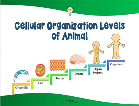 Cellular Organization Levels Poster Is Available On Tpt