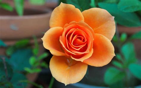 As flower pots flew a chant sounded: (HD) Beautiful Flower Images For Whatsapp Profile DP