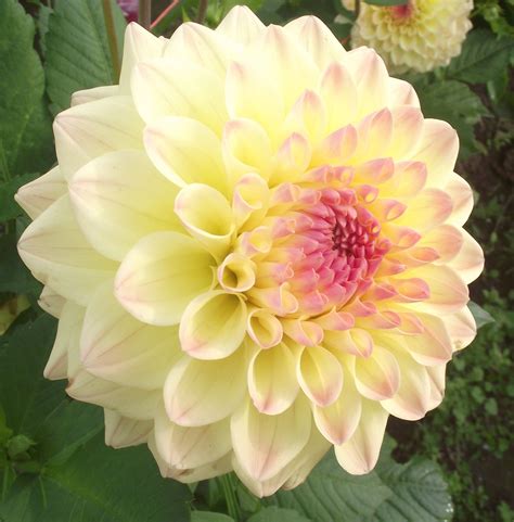 Dahlia Pastel Yellow With Pink Tips Shade Flowers Bulb Flowers