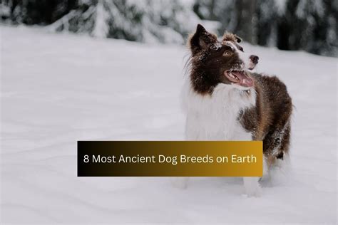 8 Most Ancient Dog Breeds On Earth Seai Sports Entertainment