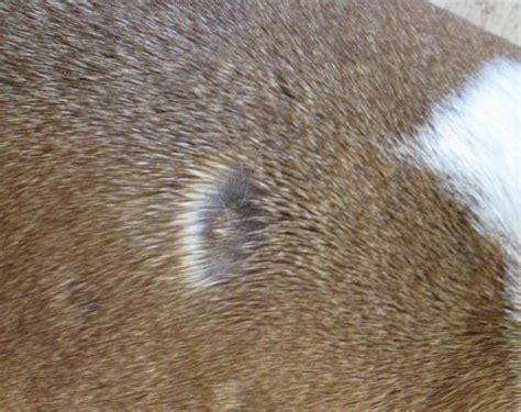Shortdarkhair Hair Loss Spots On Dogs