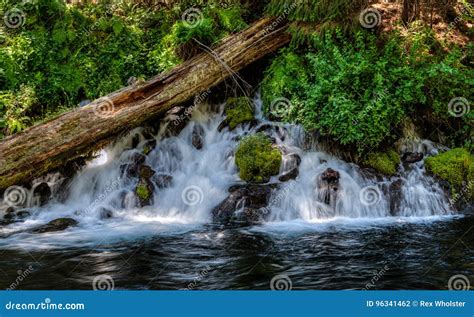 Springs Flowing Into A Mountain Stream In Oregon Stock Photo Image Of