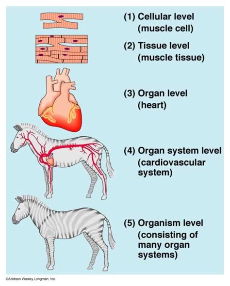 Cell Tissue Organ Organ System Organism Globespandesign