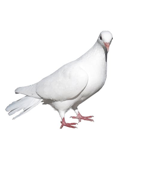White Pigeon Dove Transparent Background Png Mart