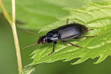 Meet The Garden Beetles Helpful Backyard Bugs Birds And Blooms