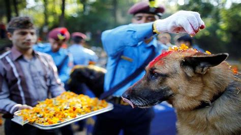 Kukur Tihar Heres Everything About Dog Puja Festival In Nepal On