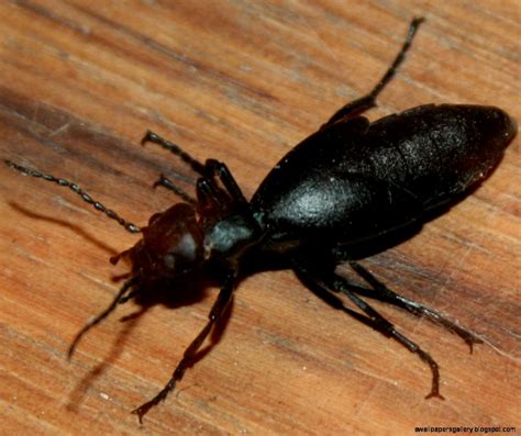 Black Beetle Insect Wallpapers Gallery