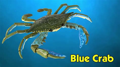 Safari Ltd Incredible Creatures Blue Crab Youtube