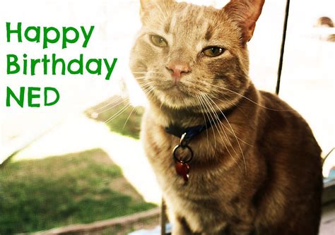 Happy Birthday Ned Flickr Photo Sharing