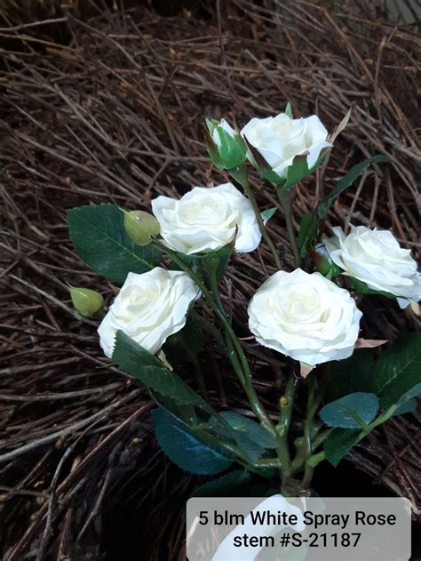5 Blm Single Stem Spray Rose White S21187 Spray Roses Rose Stem Rose