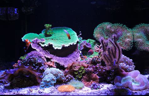 Gena 2014 Featured Nano Reefs Featured Aquariums Monthly Featured