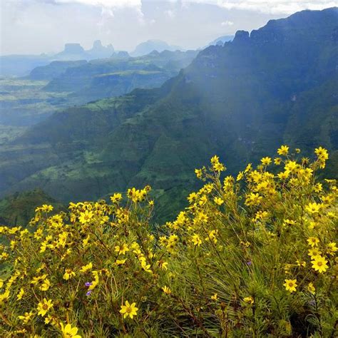 Ethiopian Flora And Plant Life Ethiopian Adventure Tours