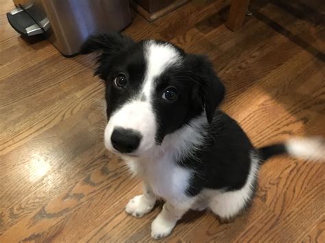 59 How To Train Border Collie Pups Pic Bleumoonproductions