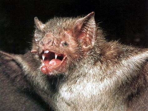 Choi Coughlin Bat Sensory 1 How Do Bats Sense Their World