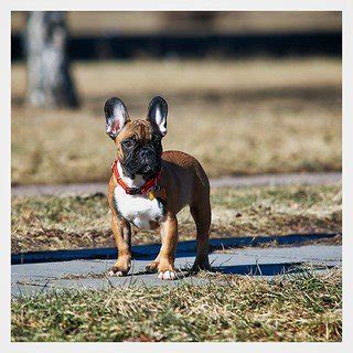 Why do so many pets have smaller brains than their ancestors. Your French Bulldog has long legs? ** FIND OUT WHY