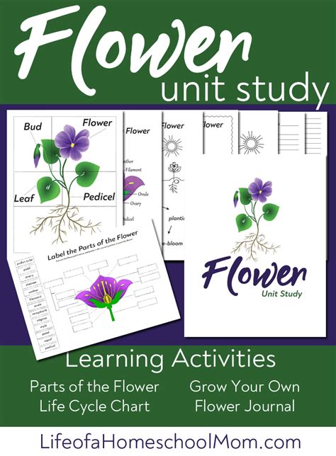 Facts About Flowers And Their Life Cycle Unit Study Mom For All Seasons