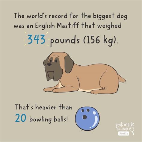 What Is The World Record For Heaviest Dog