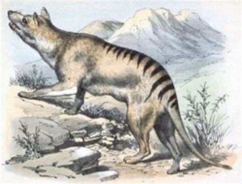 But over the decades various people have. Tasmanian Tiger by Jeanette