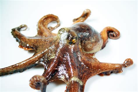 Free Images Sea Health Invertebrate Octopus Horror