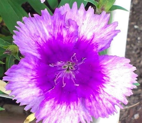 Maybe you would like to learn more about one of these? Purple dianthus flower via www.Facebook.com/PurpleIsWho ...