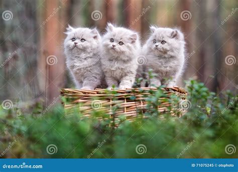 Group Of Fluffy Kittens Posing Outdoors Stock Image Image Of Furry