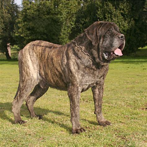Pictures Of Mastiff Dogs 8 Different Types Of Mastiff Dog Breeds With