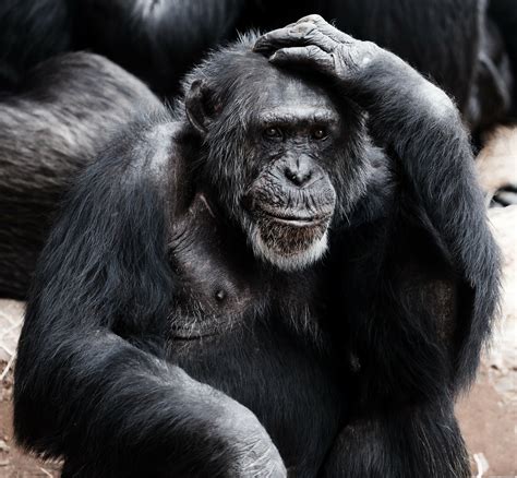 Are Humans Smarter Than Apes Scientists Say Studies Are